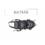 Dorcus sp. Myanmar, Kechin, Nanse. 1M. BA7656.
