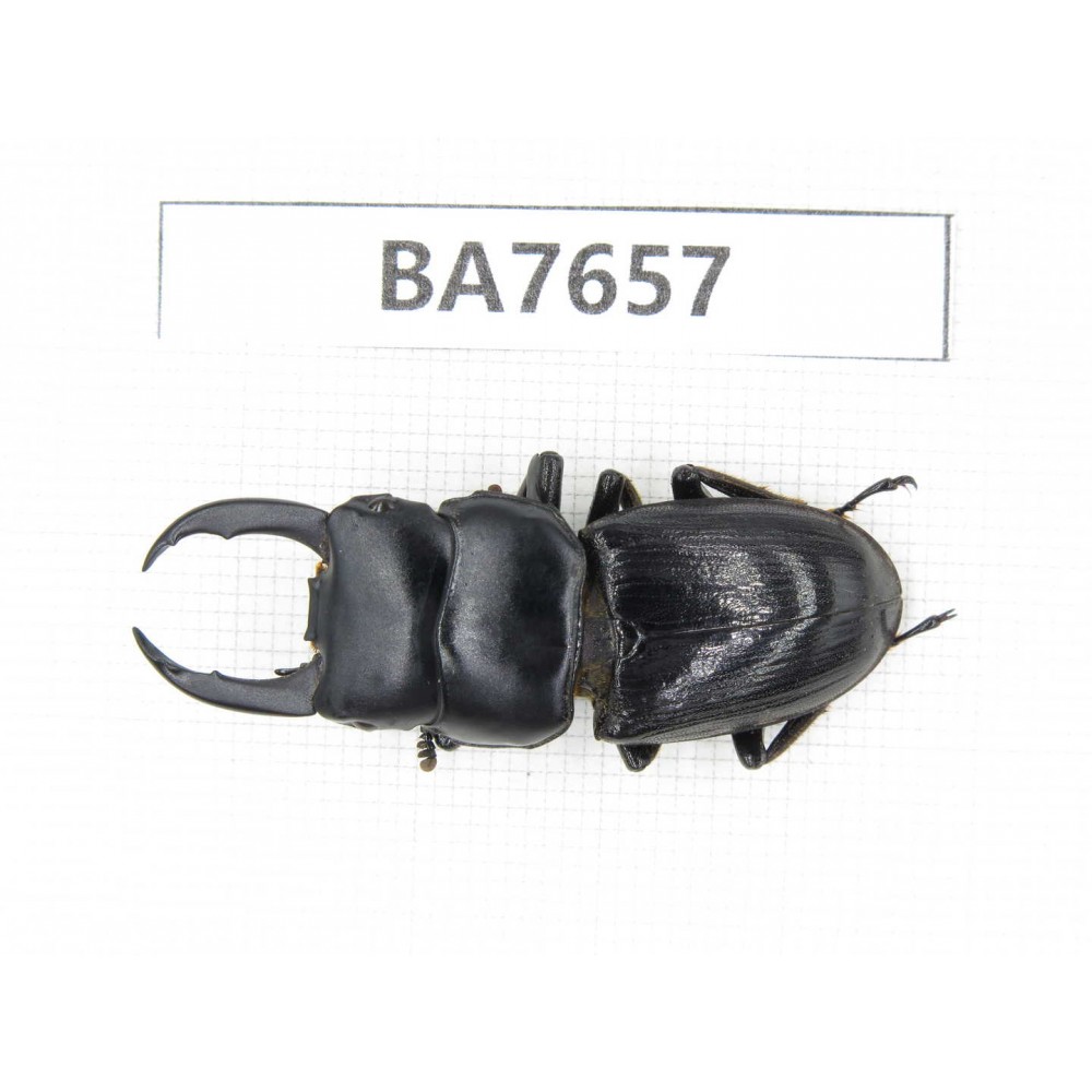 Dorcus sp. Myanmar, Kechin, Nanse. 1M. BA7657.