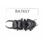 Dorcus sp. Myanmar, Kechin, Nanse. 1M. BA7657.