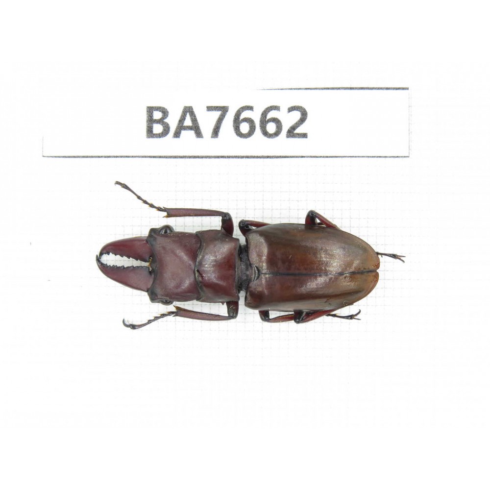 Prosopocoilus sp. Myanmar, Kechin, Nanse. 1M. BA7662.