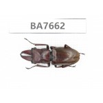 Prosopocoilus sp. Myanmar, Kechin, Nanse. 1M. BA7662.