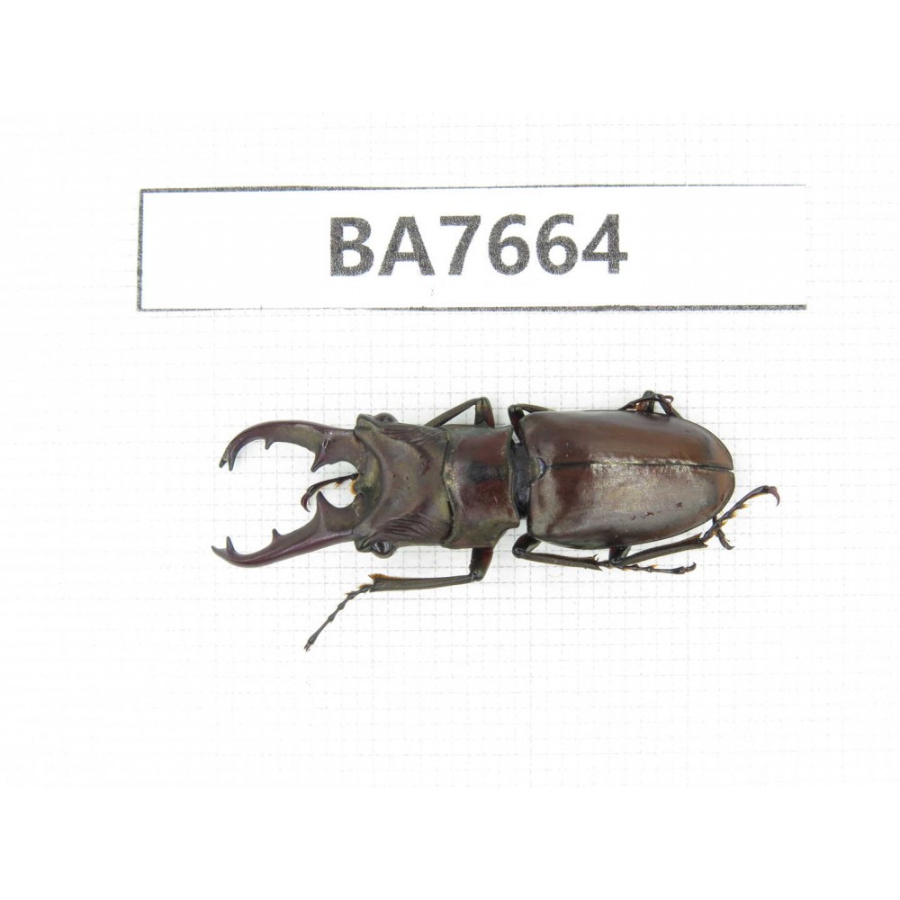 Cyclommathus sp. Myanmar, Kechin, Nanse. 1M. BA7664.