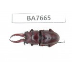 Prosopocoilus sp. Myanmar, Kechin, Nanse. 1M. BA7665.