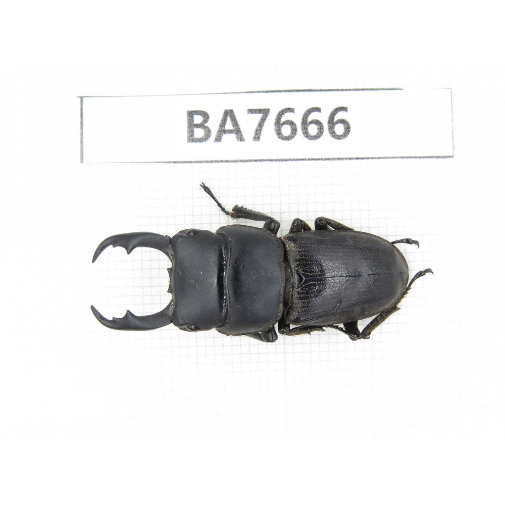 Dorcus sp. Myanmar, Kechin, Nanse. 1M. BA7666.