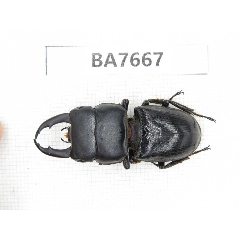 Dorcus sp. Myanmar, Kechin, Nanse. 1M. BA7667.