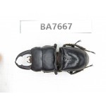 Dorcus sp. Myanmar, Kechin, Nanse. 1M. BA7667.
