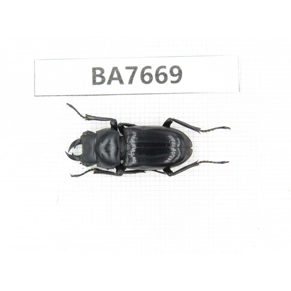 Dorcus sp. Myanmar, Kechin, Nanse. 1M. BA7669.
