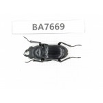 Dorcus sp. Myanmar, Kechin, Nanse. 1M. BA7669.