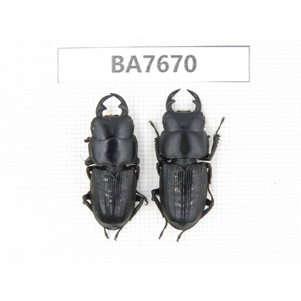 Dorcus sp. Myanmar, Kechin, Nanse. 2M. BA7670.