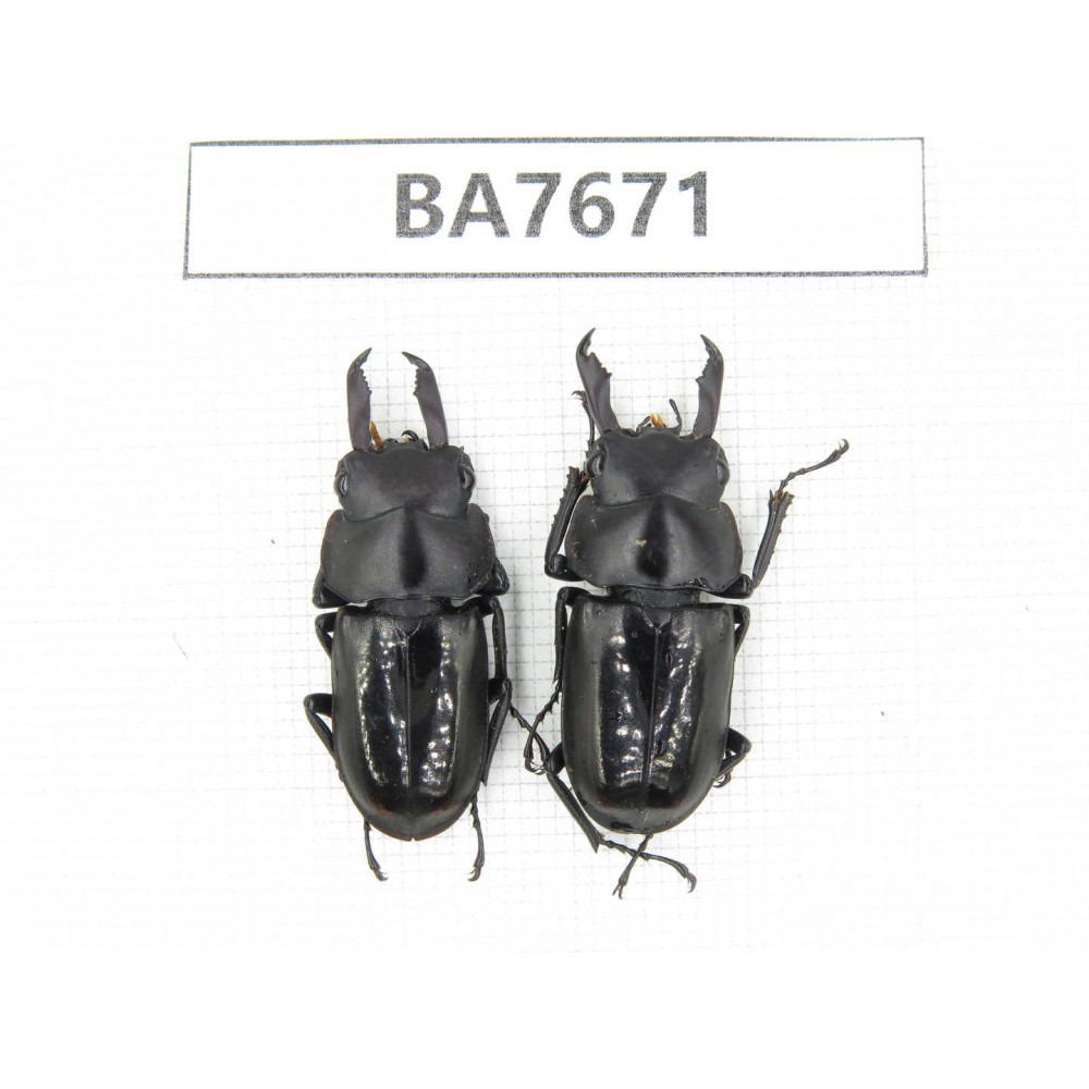 Dorcus sp. Myanmar, Kechin, Nanse. 2M. BA7671.