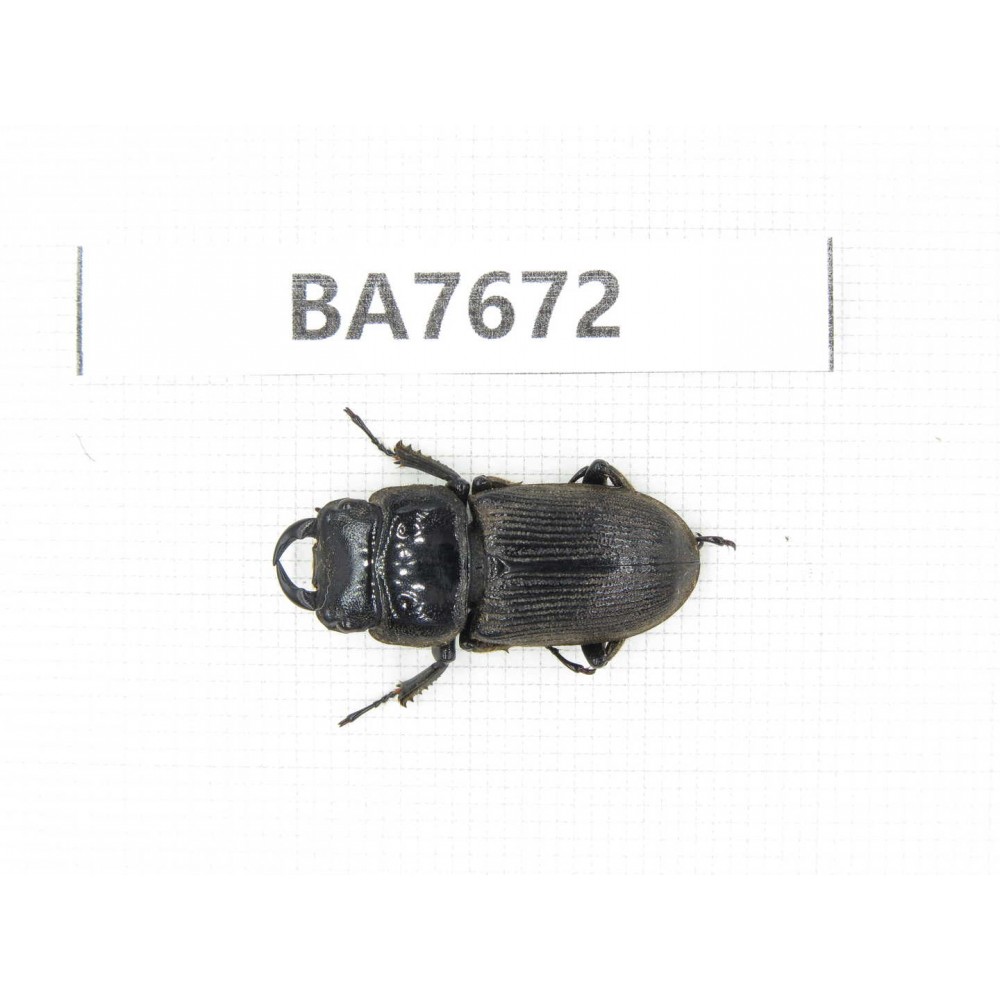 Dorcus sp. Myanmar, Kechin, Nanse. 1M. BA7672.