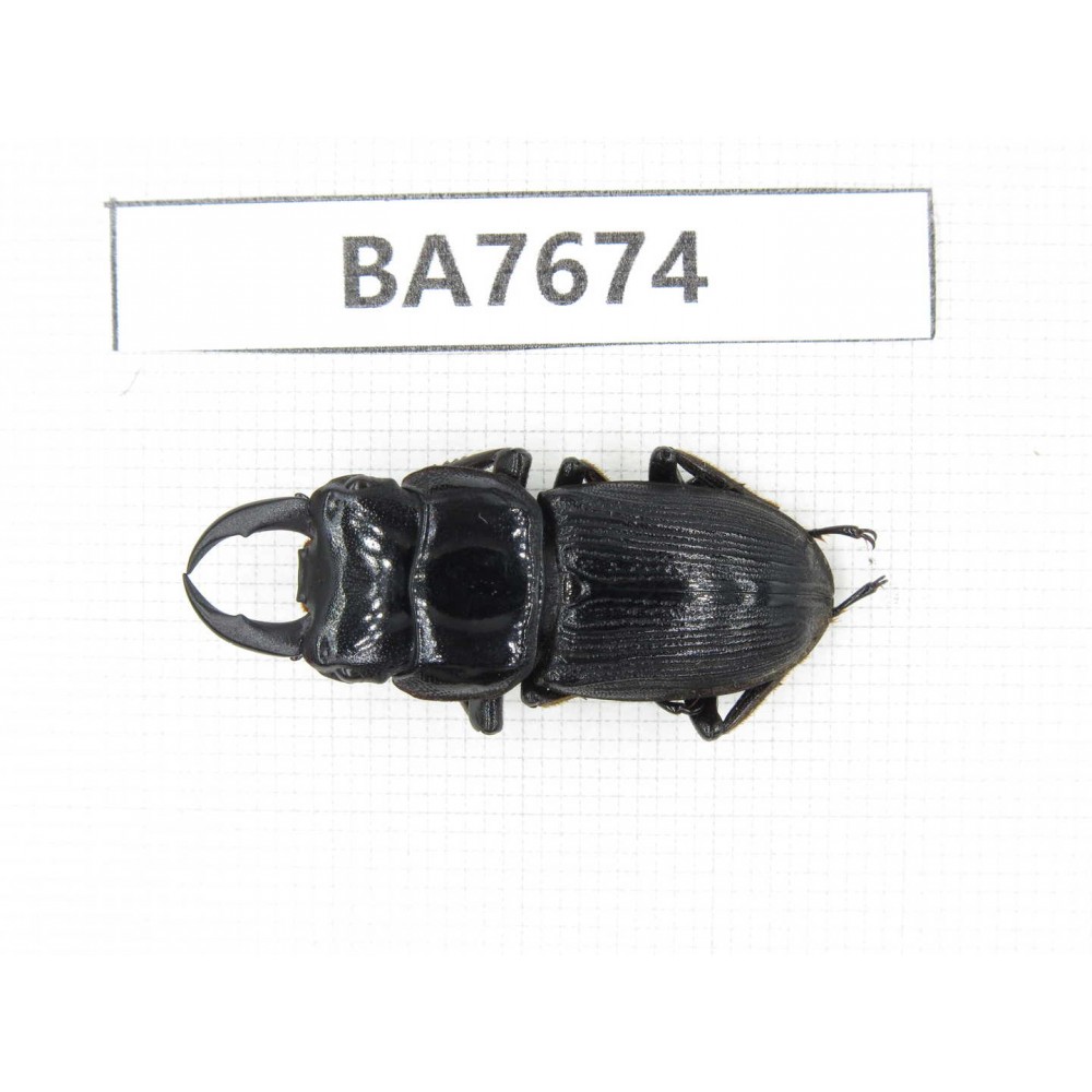 Dorcus sp. Myanmar, Kechin, Nanse. 1M. BA7674.