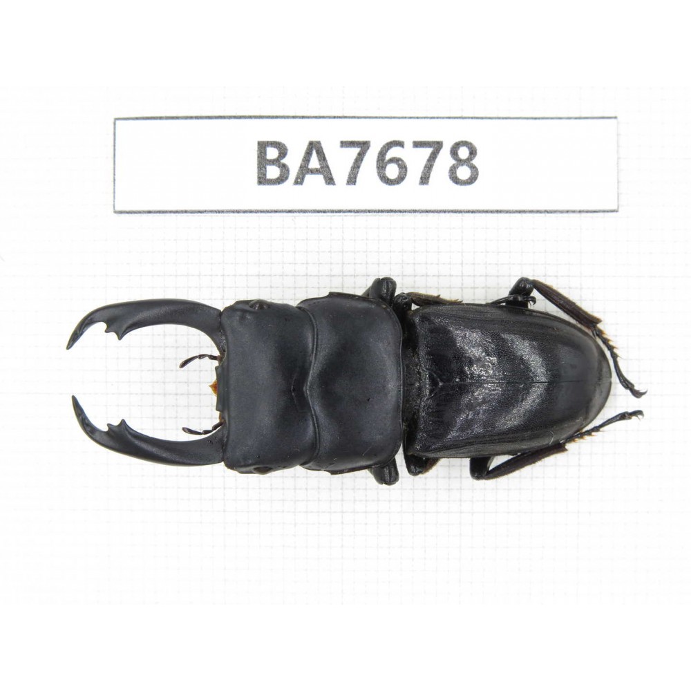 Dorcus sp. Myanmar, Kechin, Nanse. 1M. BA7678.