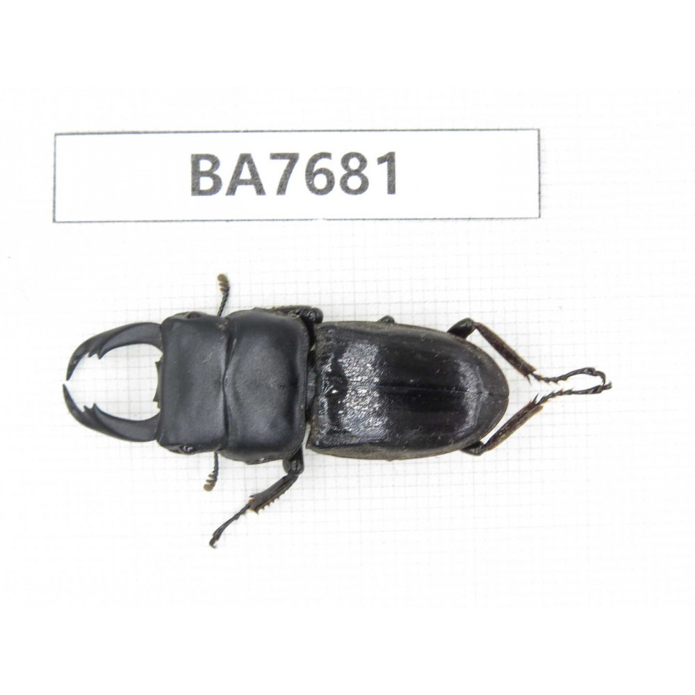 Dorcus sp. Myanmar, Kechin, Nanse. 1M. BA7681.