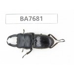 Dorcus sp. Myanmar, Kechin, Nanse. 1M. BA7681.