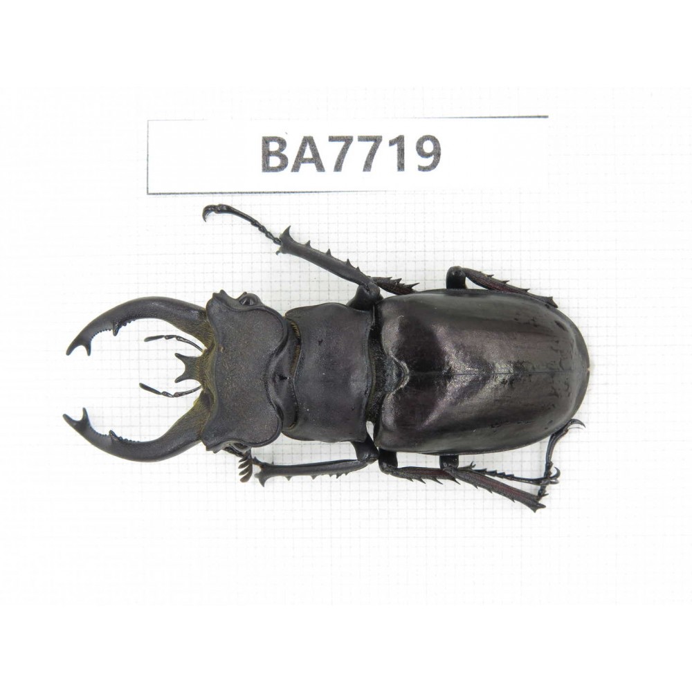 Lucanus fryi. China, Tibet, Linzhi, Motuo county. 1M. BA7719.