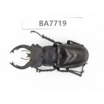 Lucanus fryi. China, Tibet, Linzhi, Motuo county. 1M. BA7719.