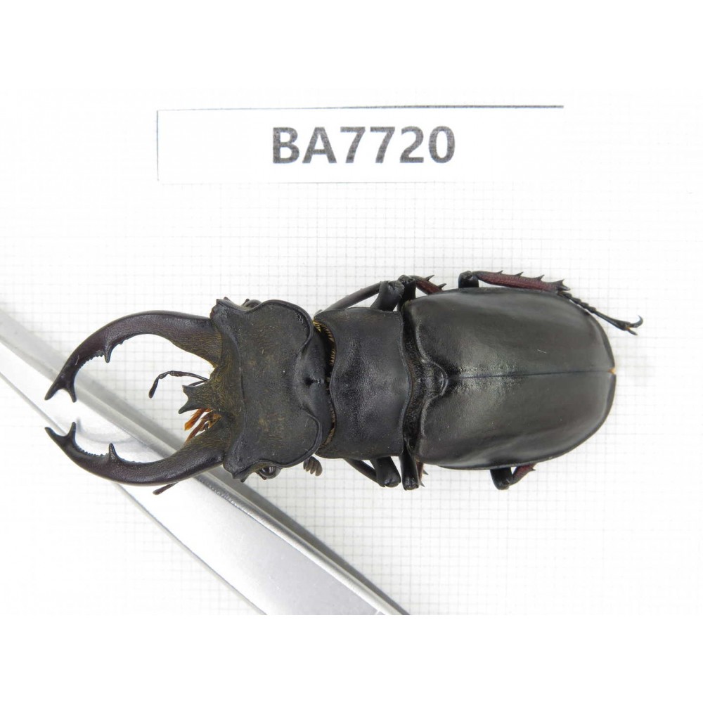 Lucanus fryi. China, Tibet, Linzhi, Motuo county. 1M. BA7720.
