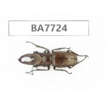 Cyclommathus sp. China, Yunnan, Nujiang, N of Mt.Biluoxueshan. 1M. BA7724.