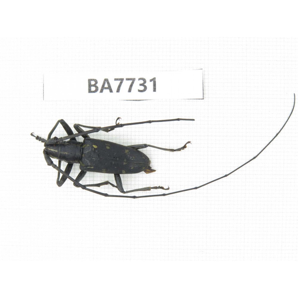 Cerambycidae sp. China, Yunnan, Nujiang, Fugong county. 1Pcs. BA7731.