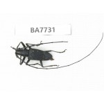 Cerambycidae sp. China, Yunnan, Nujiang, Fugong county. 1Pcs. BA7731.