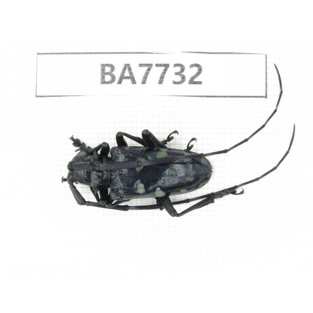 Cerambycidae sp. China, Yunnan, Nujiang, Fugong county. 1Pcs. BA7732.