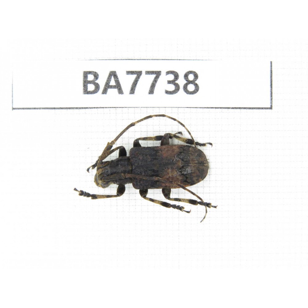 Cerambycidae sp. China, Gansu, Wenxian county. 1Pcs. BA7738.