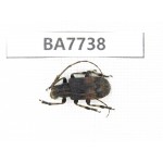 Cerambycidae sp. China, Gansu, Wenxian county. 1Pcs. BA7738.