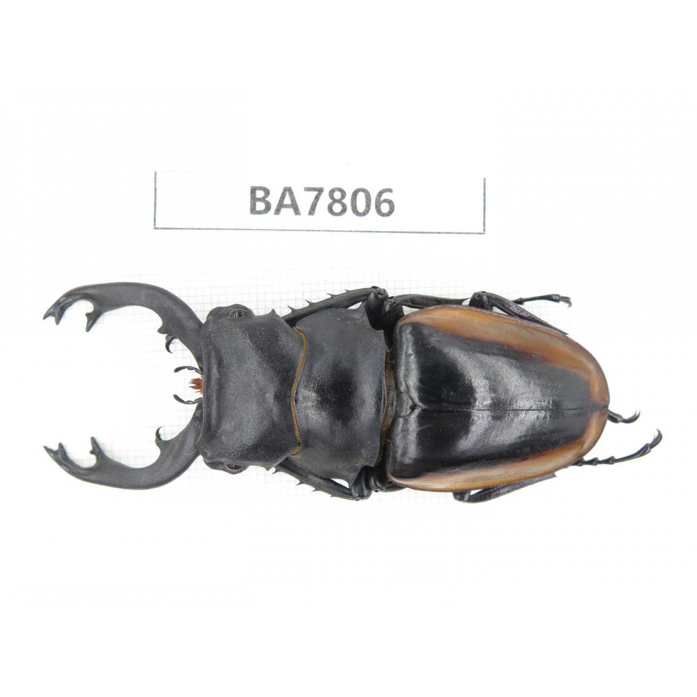 Odontolabis cuvera ssp. China, Guizhou, Qiandongnan, Mt.Leigongshan. 1M. BA7806.