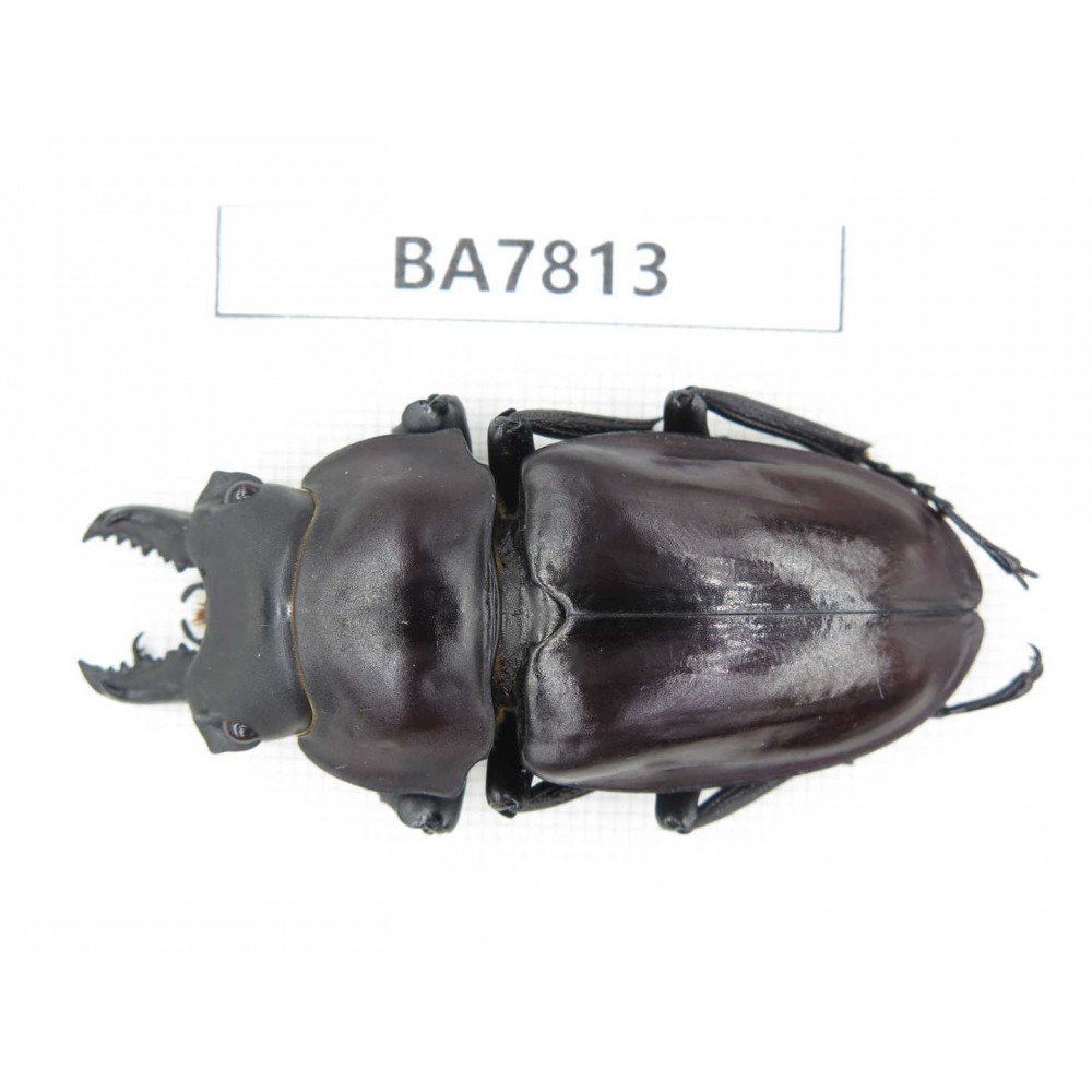 Neolucanus sp. China, Guizhou, Qiandongnan, Mt.Leigongshan. 1M. BA7813.