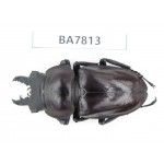 Neolucanus sp. China, Guizhou, Qiandongnan, Mt.Leigongshan. 1M. BA7813.