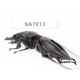Neolucanus sp. China, Guizhou, Qiandongnan, Mt.Leigongshan. 1M. BA7813.