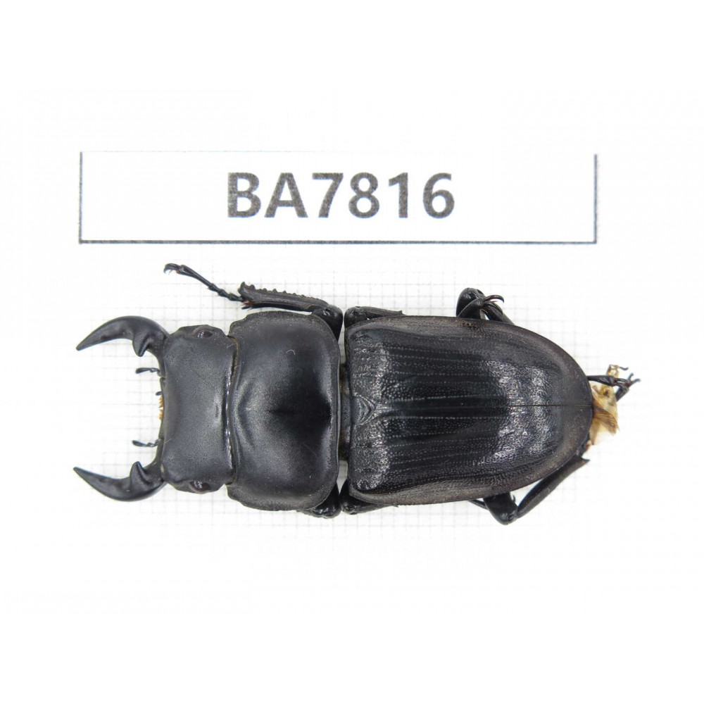 Dorcus sp. China, Guizhou, Qiandongnan, Mt.Leigongshan. 1M. BA7816.