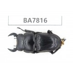 Dorcus sp. China, Guizhou, Qiandongnan, Mt.Leigongshan. 1M. BA7816.
