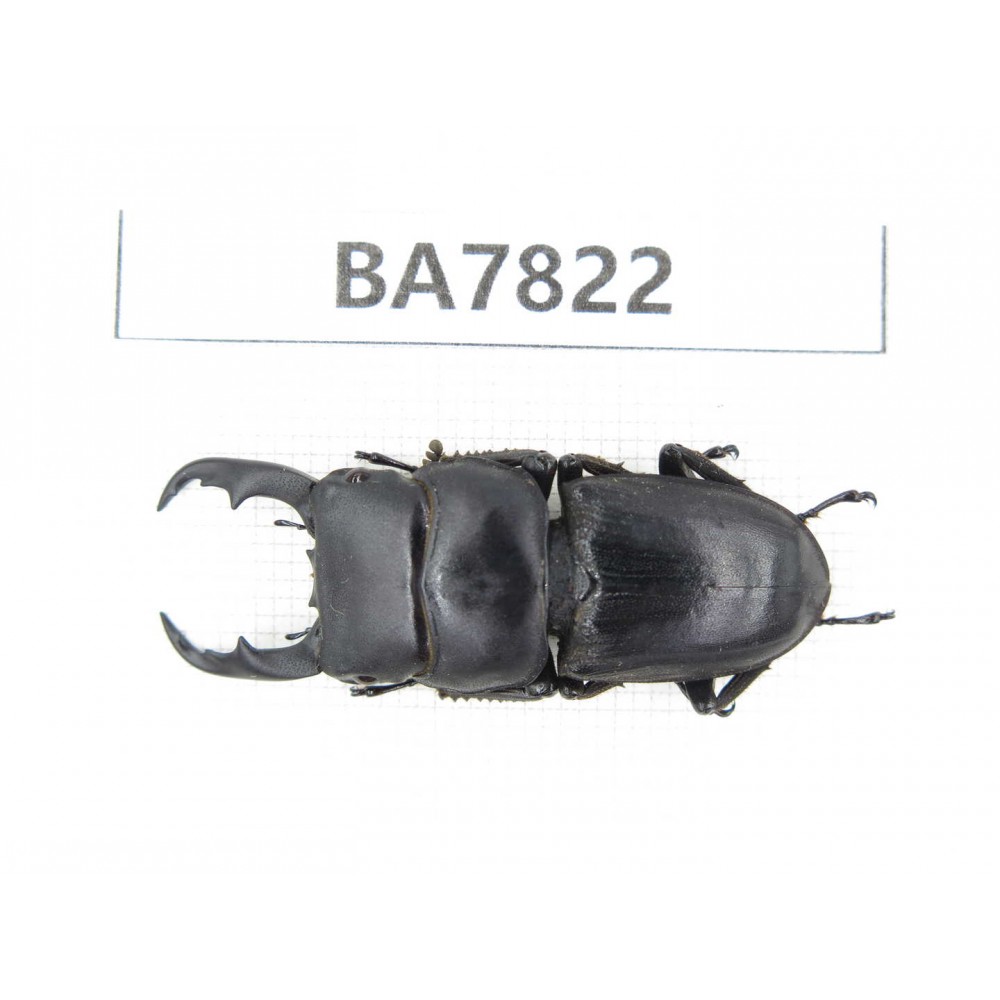 Dorcus sp. China, Guizhou, Qiandongnan, Mt.Leigongshan. 1M. BA7822.