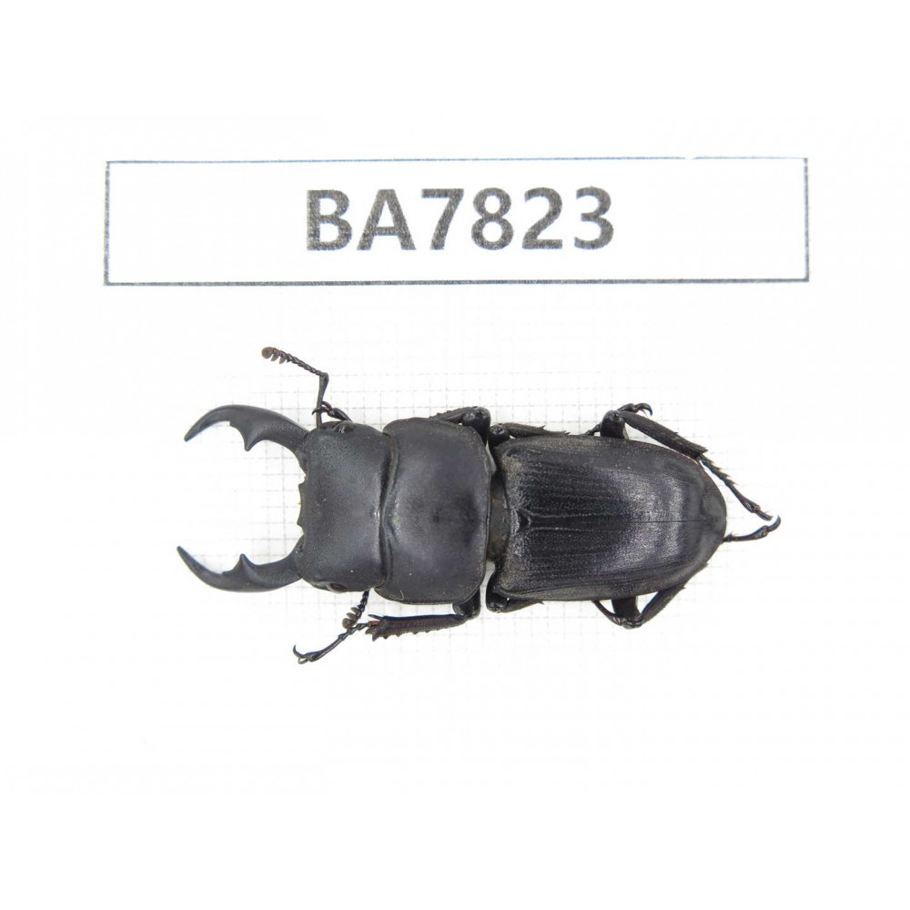 Dorcus sp. China, Guizhou, Qiandongnan, Mt.Leigongshan. 1M. BA7823.