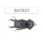 Dorcus sp. China, Guizhou, Qiandongnan, Mt.Leigongshan. 1M. BA7823.