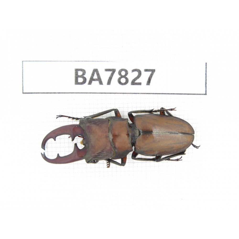 Cyclommathus sp. China, Guizhou, Qiandongnan, Mt.Leigongshan. 1M. BA7827.