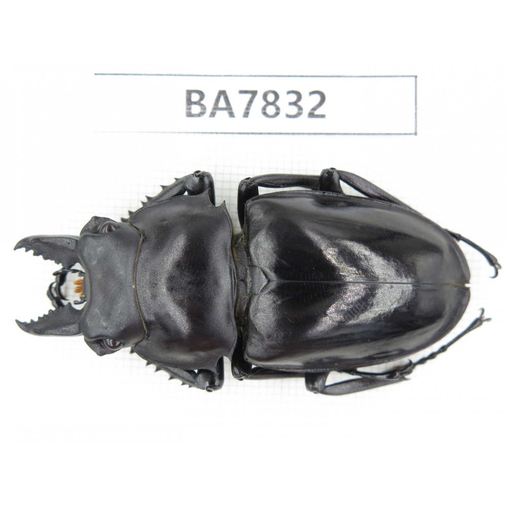 Neolucanus sp. China, Guizhou, Qiandongnan, Mt.Leigongshan. 1M. BA7832.