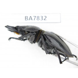 Neolucanus sp. China, Guizhou, Qiandongnan, Mt.Leigongshan. 1M. BA7832.