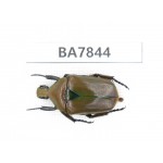 Cetoniidae sp. China, Guizhou, Qiandongnan, Mt.Leigongshan. 1Pcs. BA7844.