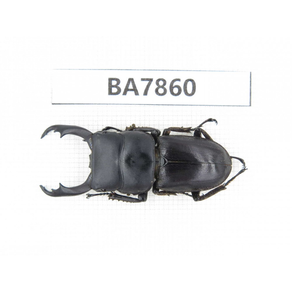 Dorcus sp. China, Yunnan, Dehong, Yingjiang county. 1M. BA7860.