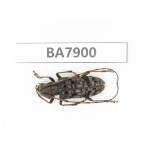 Cerambycidae sp. China, Yunnan, Chuxiong, N of Mt.Ailaoshan. 1Pcs. BA7900.