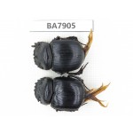 Geotrupidae sp. China, Yunnan, Lijiang, W of Yulong county. 2Pcs. BA7905.