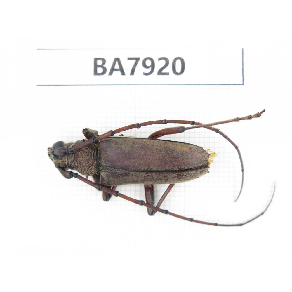 Cerambycidae sp. China, Yunnan, Chuxiong, N of Mt.Ailaoshan. 1Pcs. BA7920.