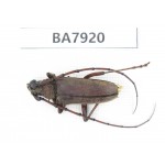 Cerambycidae sp. China, Yunnan, Chuxiong, N of Mt.Ailaoshan. 1Pcs. BA7920.