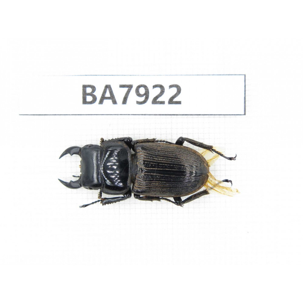 Dorcus sp. China, Yunnan, Dali, Fengyi. 1M. BA7922.