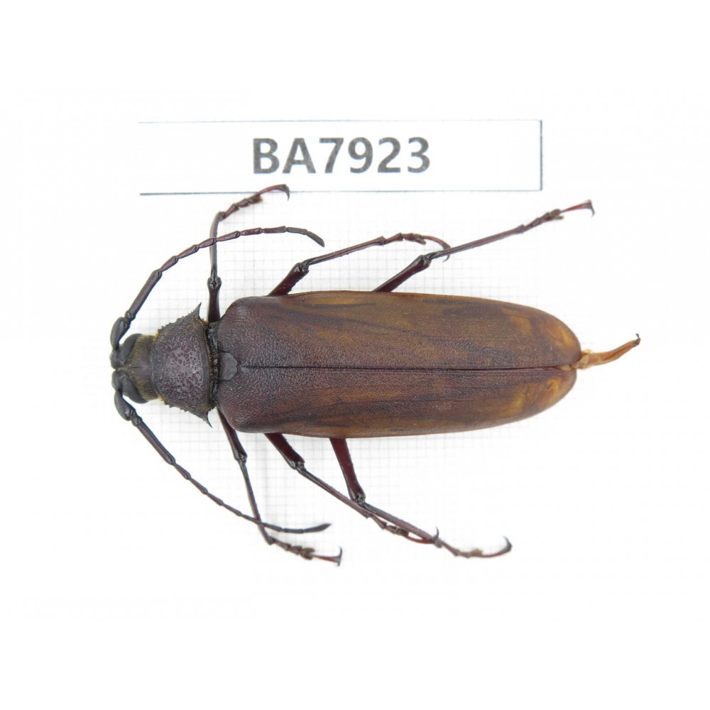 Cerambycidae sp. China, Yunnan, Dali, S of Mt.Cangshan. 1Pcs. BA7923.