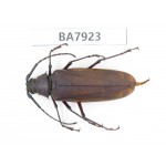 Cerambycidae sp. China, Yunnan, Dali, S of Mt.Cangshan. 1Pcs. BA7923.