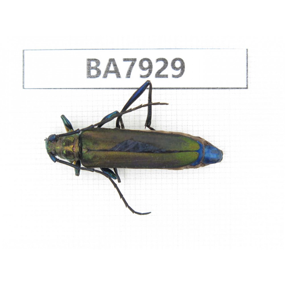 Cerambycidae sp. China, Yunnan, Yuxi, Xinping county. 1Pcs. BA7929.